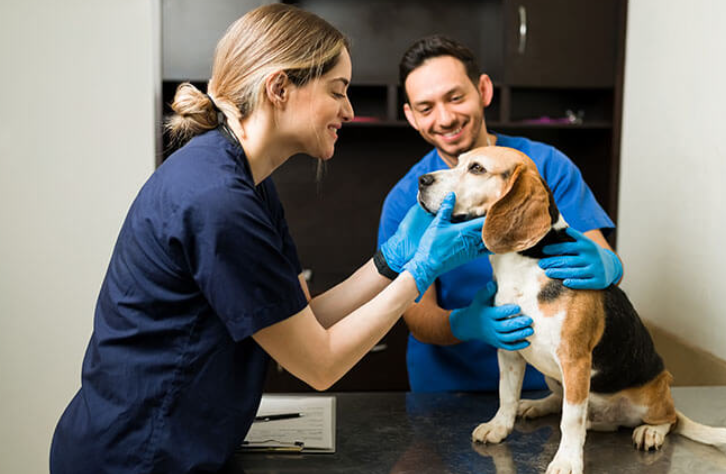 Veterinary Surgery: Key Aspects Of Modern Animal Care