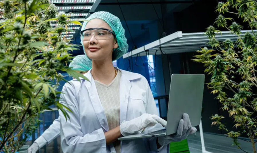 The Green Revolution of Dispensary Cannabis