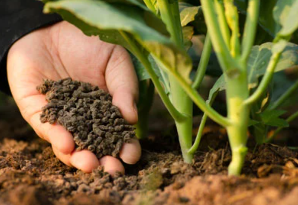Enhancing Crop Productivity with Organic Fertilizers